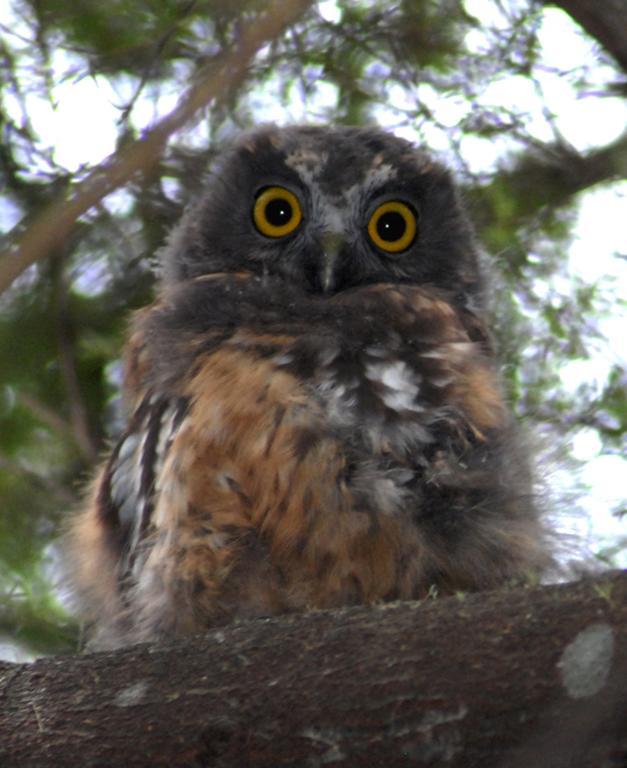 Morepork Riverside Lodge Paihia Exterior photo