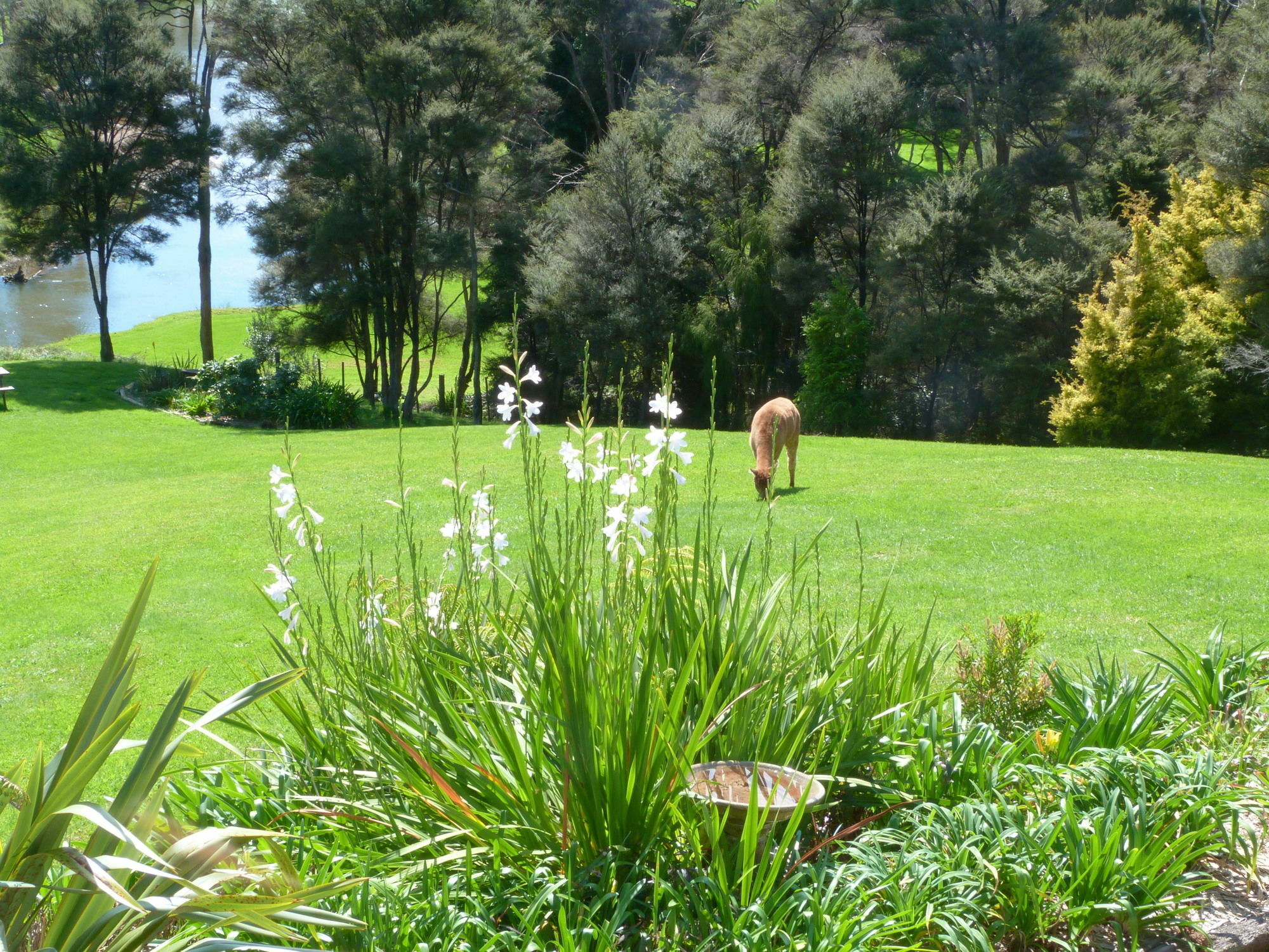 Morepork Riverside Lodge Paihia Exterior photo