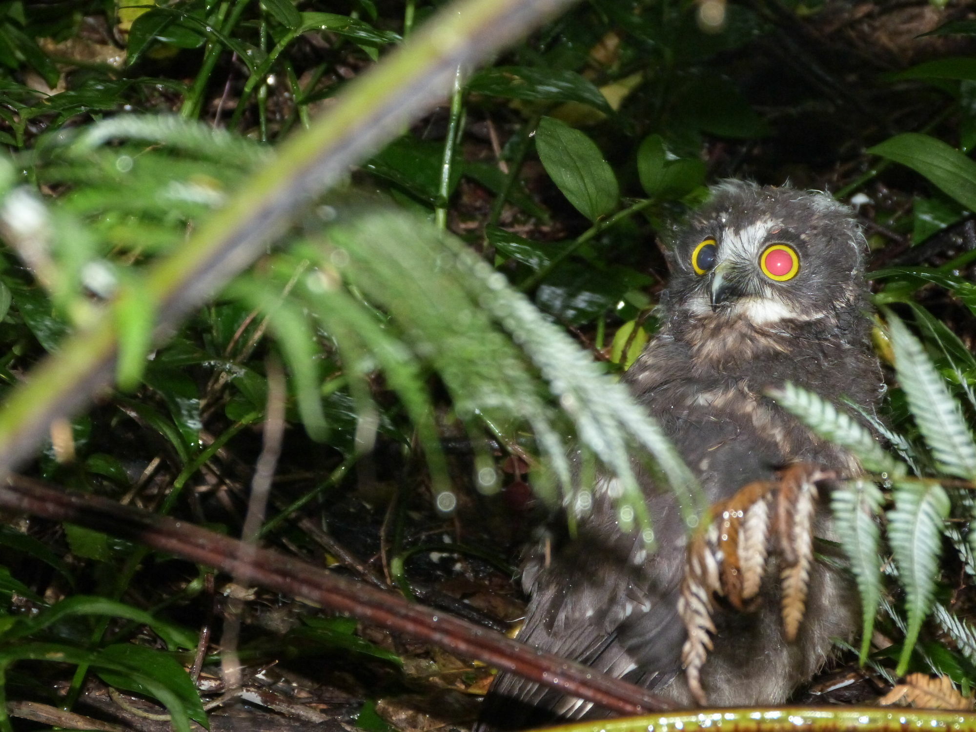 Morepork Riverside Lodge Paihia Exterior photo